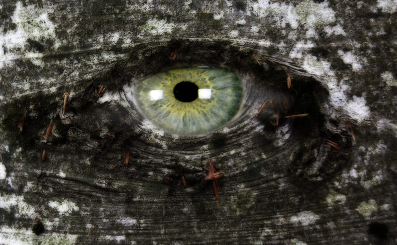 L’occhio del Faggio  – Il Bosco mi guarda